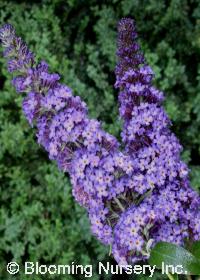 Buddleia davidii 'Ellen's Blue'